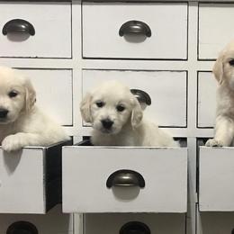 Goldendoodle and Golden Retriever Puppies from Utah Goldens