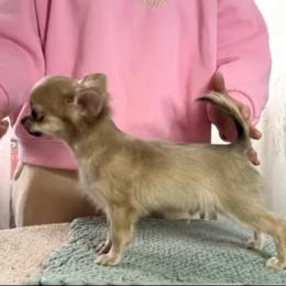 Dingo-Star - Sable spotted white male Chihuahua puppy in Brooklyn, New York from ,, Vajda” chihuahua club