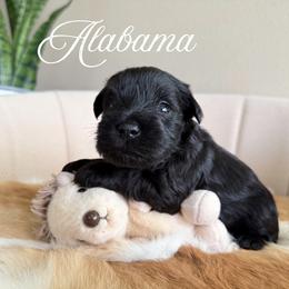 Alabama AKC - Black male Miniature Schnauzer puppy in Victorville, California from West Coast Royal Miniature Schnauzer