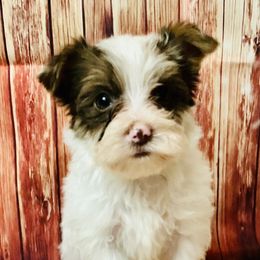 Nalin - Parti male Yorkshire Terrier puppy in Mankato, Minnesota from Niko Terriers