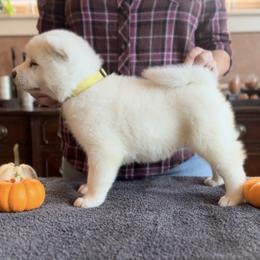 Girl 2 - Akita puppy from Main Street Akitas