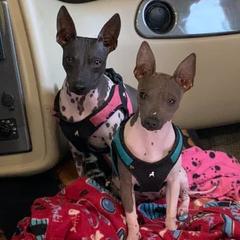 American Hairless Terriers from Runnin Bare Naked