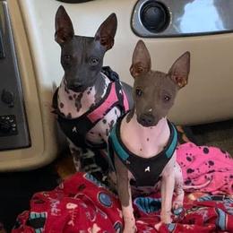 American Hairless Terriers from Runnin Bare Naked
