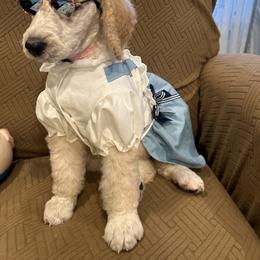 Luna - Apricot female Poodle puppy in Mobile, Alabama from Semmy’s Standard Poodle LLC