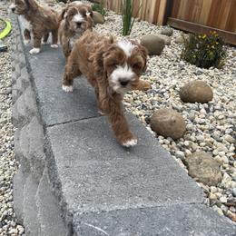 Australian Labradoodle and Goldendoodle Puppies from The Moon Doodles