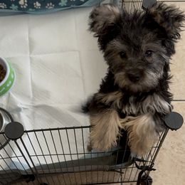 Ms Maxine - Black and tan Yorkshire Terrier puppy in Las Vegas, Nevada from Made in Heaven Yorkshire Terrier Las Vegas