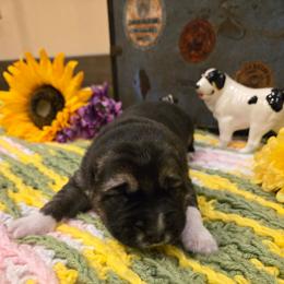 XARA - Black female Central Asian Shepherd Dog puppy in Michigan from Guardian Dog