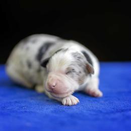 Blue Merle Male - Blue merle male Australian Shepherd puppy in Elkton, Tennessee from Riverlook Australian Shepherds