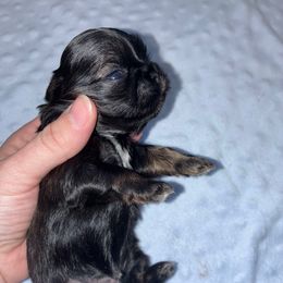 Girl 4 - Sable female Shih Tzu puppy in Kettering, Ohio from The Ruff Life Tribe