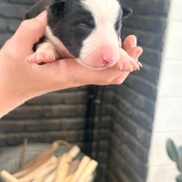 Bo - Black and white male Border Collie puppy in Taylor, Arizona from Vowell Farm Border Collies