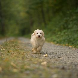 Martini - Cream male Maltipoo puppy in Deming, Washington from Heavenly Puppies to Love