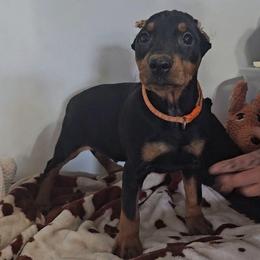 Black Male 2 cropped - Black male German Pinscher puppy in Chatham, Virginia from WMHK9/Roolyn German Pinschers