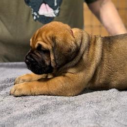 Hot Pink - Fawn female Cane Corso puppy in Paris, Texas from Knucklehead Cane Corso