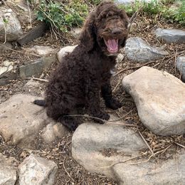 Poodle Puppies from Rocky Mountain Poodles