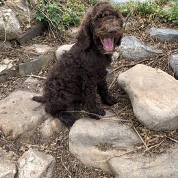 Poodle Puppies from Rocky Mountain Poodles