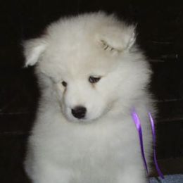 Samoyed Puppies from Sassy Sams