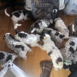 Lagotto Romagnolo Puppies from Northwest Lagotto