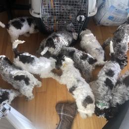 Lagotto Romagnolo Puppies from Northwest Lagotto