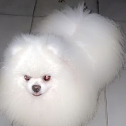 Pappi - Pomeranian