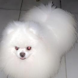 Pappi - Pomeranian
