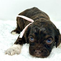 Pink collar girl - Brown and tan female Cockapoo puppy in Oologah, Oklahoma from Timber Hills Poodles and Doodles