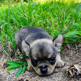 Elmo - Black sabled silver male Chihuahua puppy in Weatherford, Texas from Small and Mighty Chihuahuas