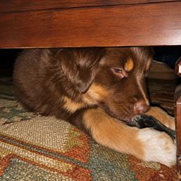 Australian Shepherd Puppies from McElroy Homestead Austrailian Shepherds