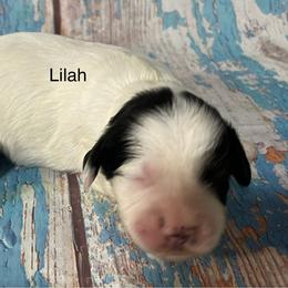 Lilah - Black and white female Cockapoo puppy in Lebanon, Missouri from Cobbs Creek Canines