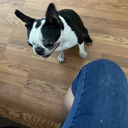 Bella - Boston Terrier