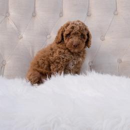 Australian Labradoodle Puppies from New England Labradoodles
