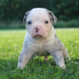 Elah - male Alapaha Blue Blood Bulldog puppy in Grafton, Ohio from Eclipse Alapaha Kennels
