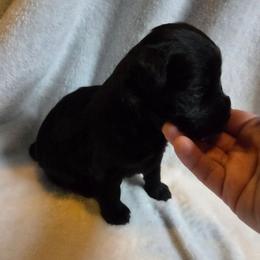 Angela - Black female Miniature Schnauzer puppy in Elgin, Iowa from Firefly Stables