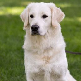 Lola - Golden Retriever