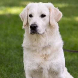 Lola - Golden Retriever