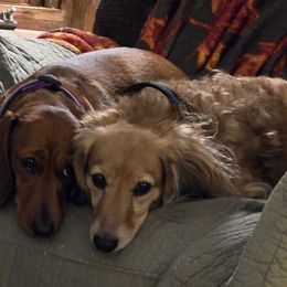 Dachshunds from Tina Marie's Little Doxies