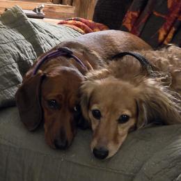 Dachshunds from Tina Marie's Little Doxies