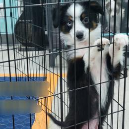 ALPHALFA BTM - Black tri male Toy Australian Shepherd puppy in Norwood, Missouri from Looney Farm’s Toy & Mini Aussies