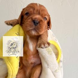 Cavalier King Charles Spaniel and Cavapoo Puppies from Unicorn Tears and Cavaliers