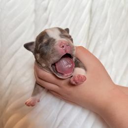 Female 2 - Blue tri-color female American Bully puppy in Moville, Iowa from Solidified Midwest Bullies