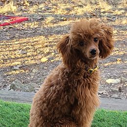 Mia - Poodle