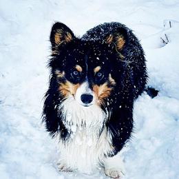 Nix - Pembroke Welsh Corgi