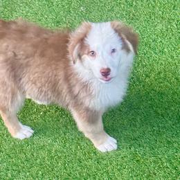 Tri female - Red tri-color female Australian Shepherd puppy in Lemon Cove, California from Magic Ranch Mini Aussies