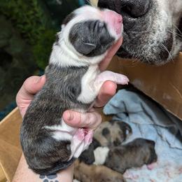 Sage - Blue merle female Australian Shepherd puppy in Citra, Florida from AEW Farm