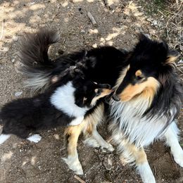 Ranger - Collie
