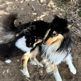 Ranger - Collie