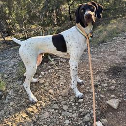 German Shorthaired Pointer Puppies from The Tipsy Rabbit GSP TopDog Kennel