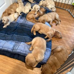 Golden Retriever Puppies from Renko Kennel