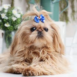 Louie - Shih Tzu