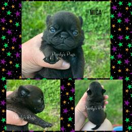 Mica - Black female Pug puppy in Summerville, Georgia from Pearly’s Pugs & Pollywog Poodles