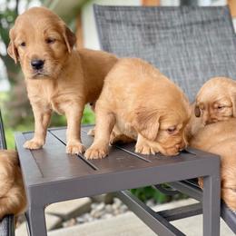Girl 3 - Golden female Golden Retriever puppy in Buffalo, Missouri from Thrasher Family Puppies